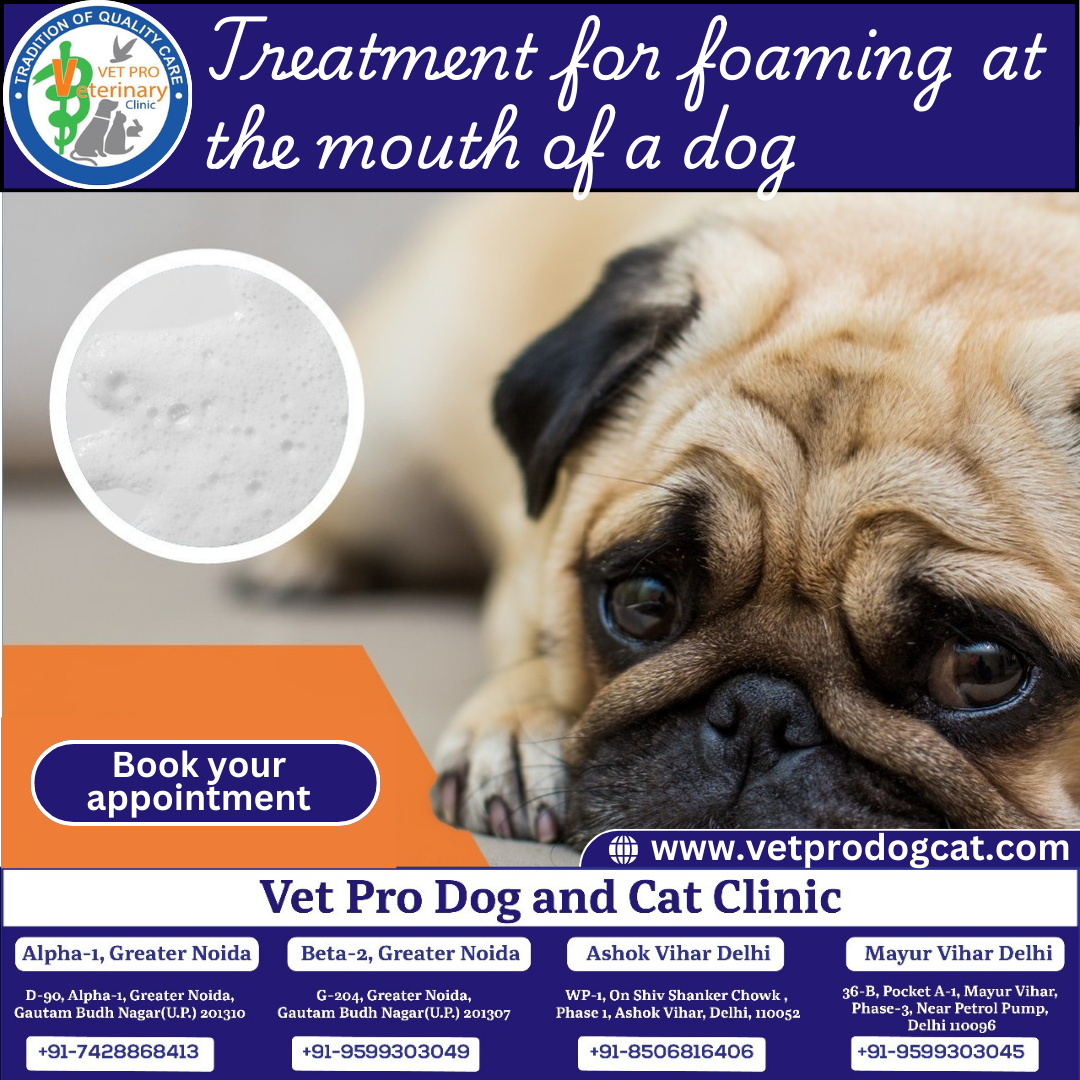 Treatment for foaming at the mouth of a dog