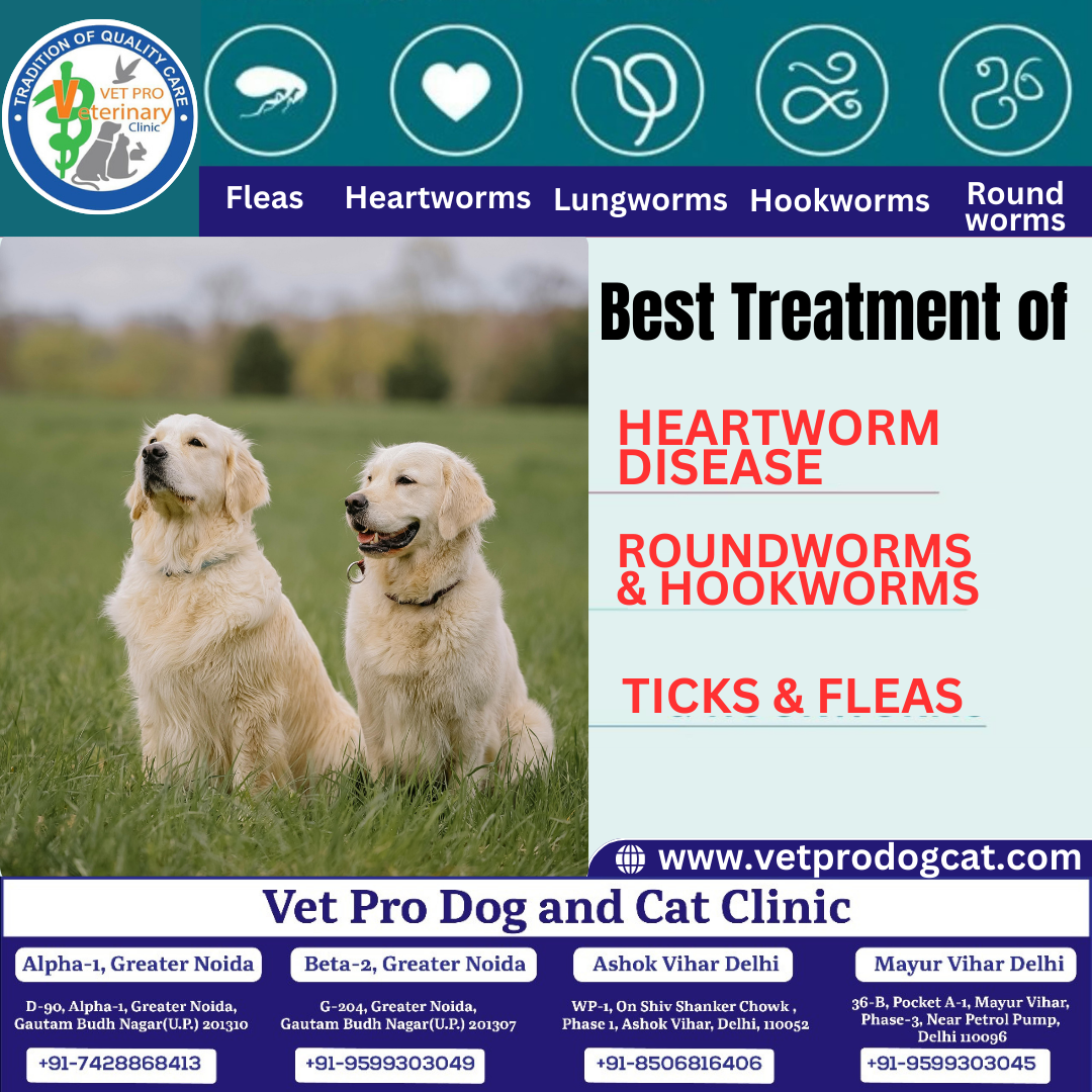 Worms in Pets Causes, Treatment, and Prevention