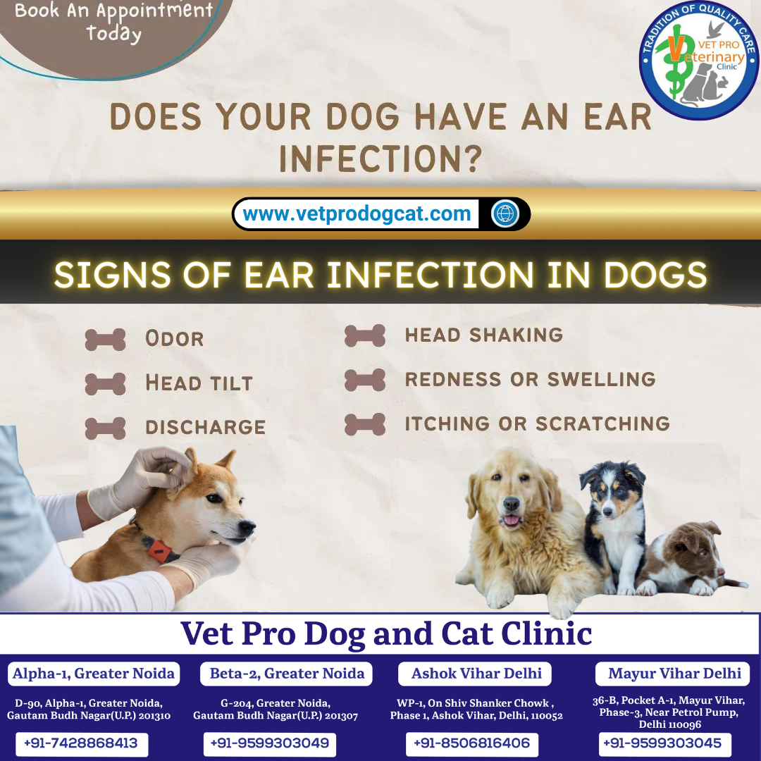 Does your dog have an ear infection