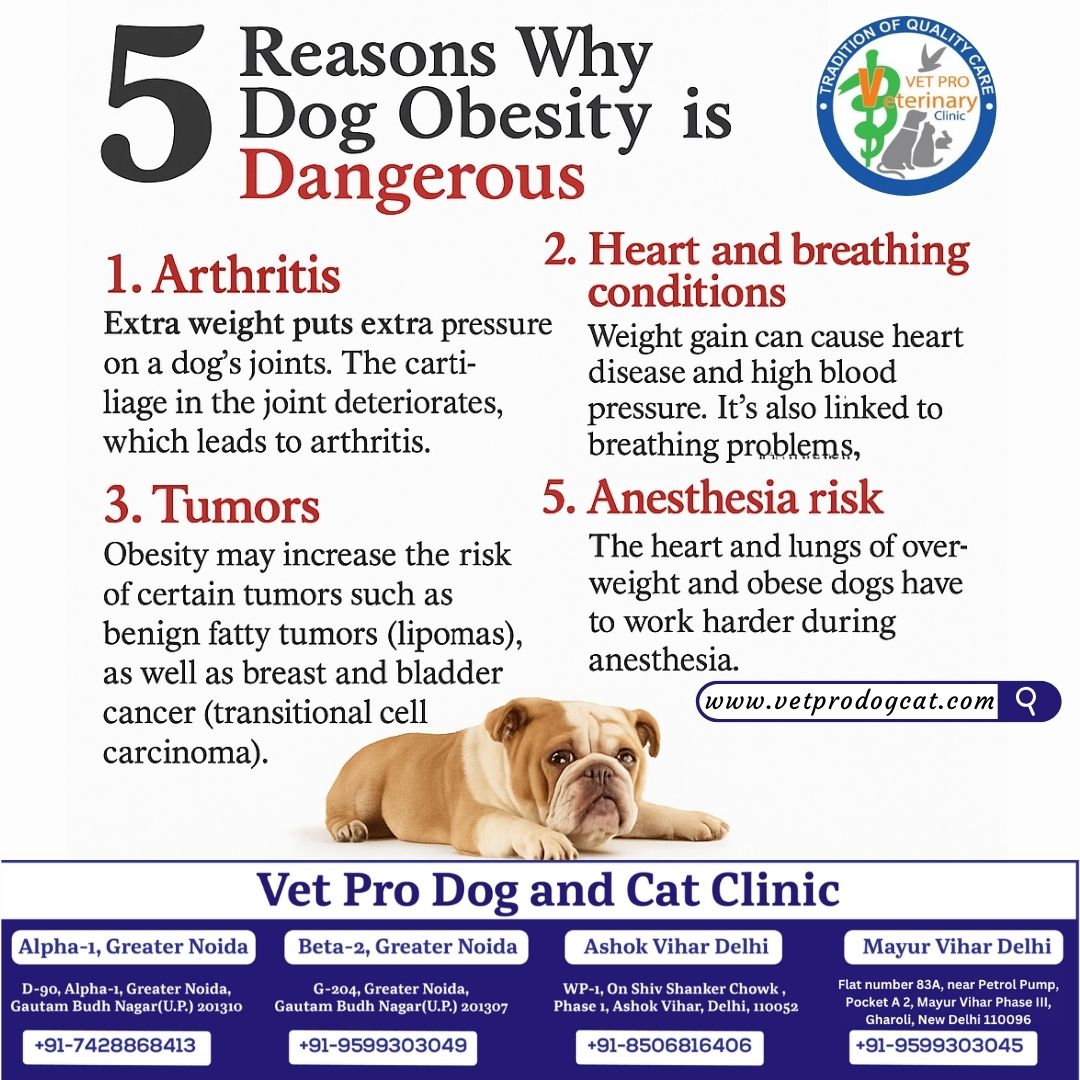 5 Reasons Why Dog Obesity is Dangerous