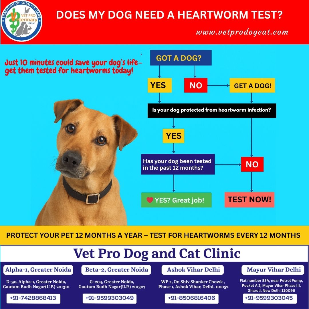 DOES MY DOG NEED A HEARTWORM TEST?