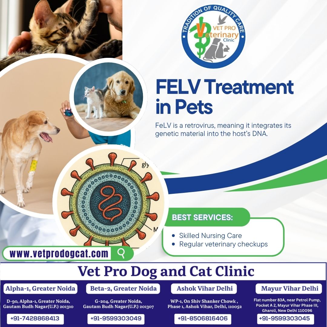 FELV Treatment in Pets