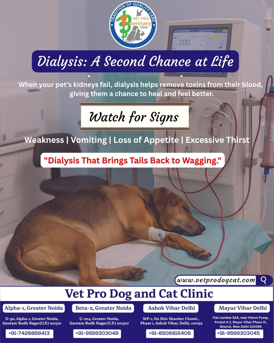 Kidney failure in Pets