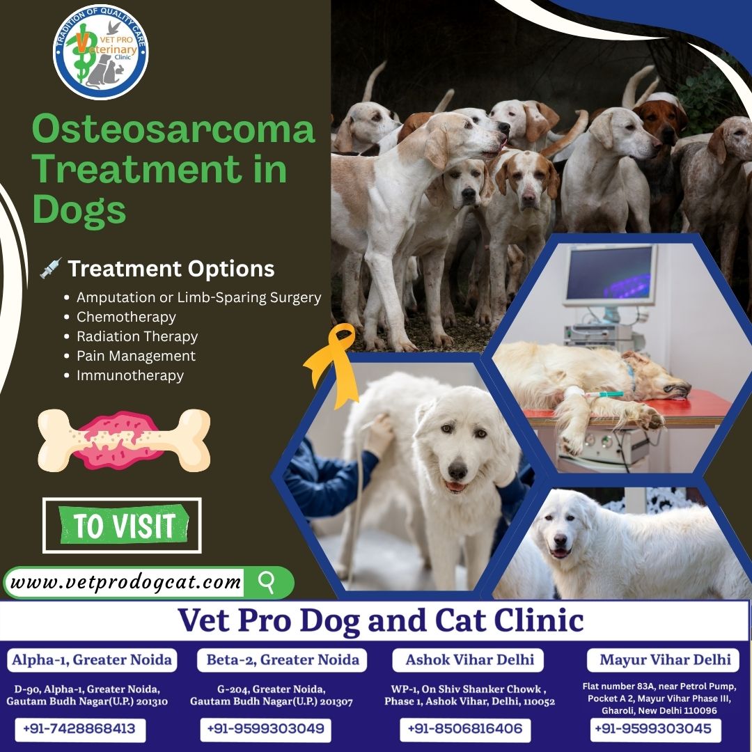 Osteosarcoma Treatment in Dogs