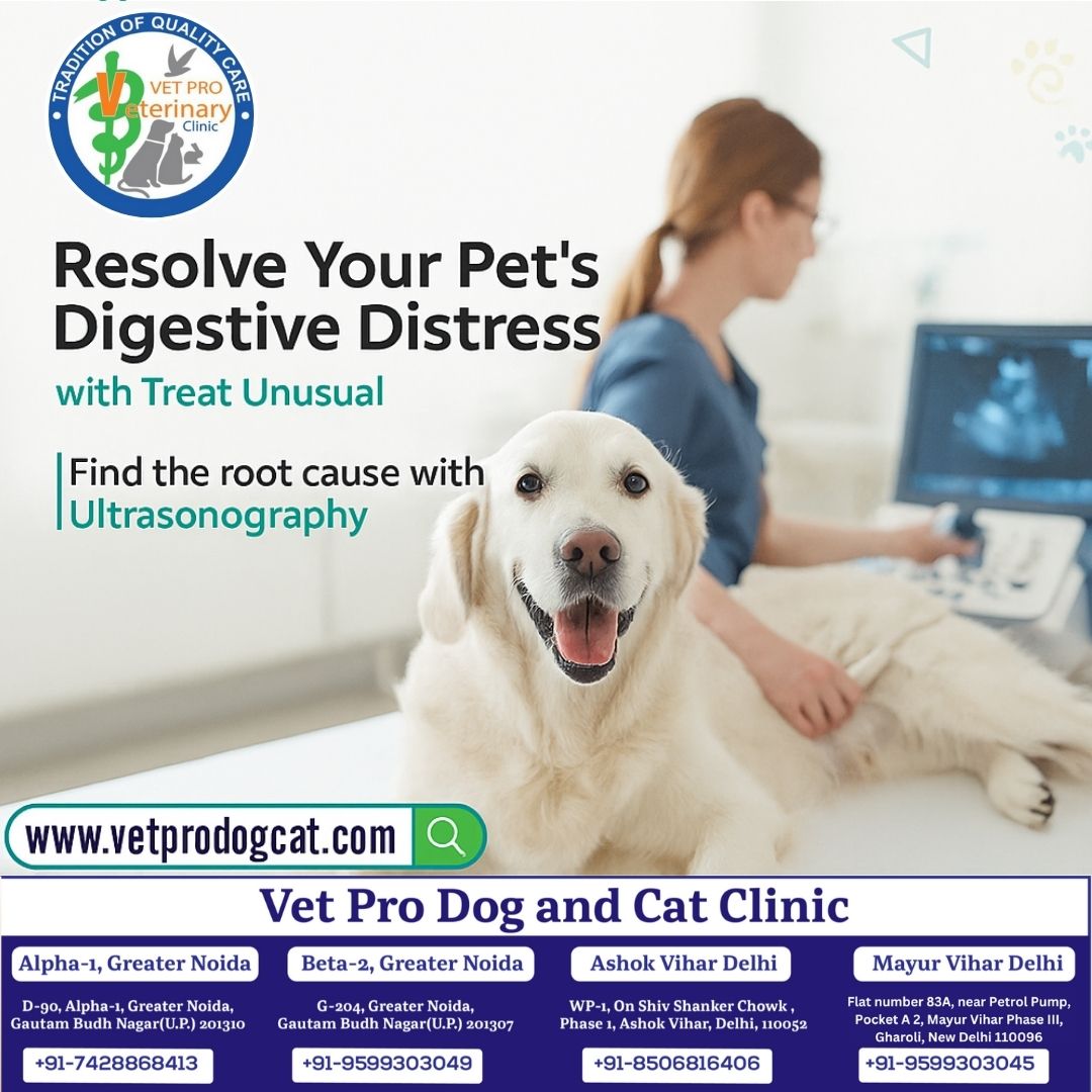 Resolve Your Pet's Digestive Distress