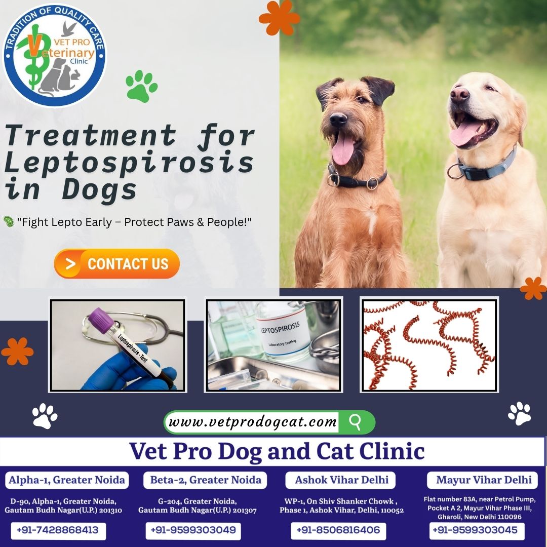 Treatment for leptospirosis in dogs