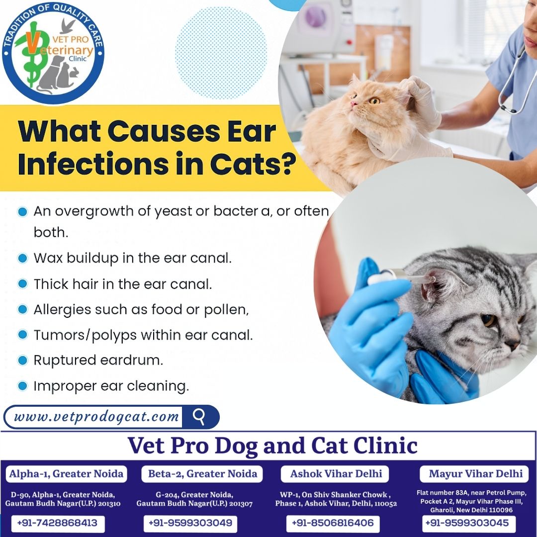 What Causes Ear Infections in Cats