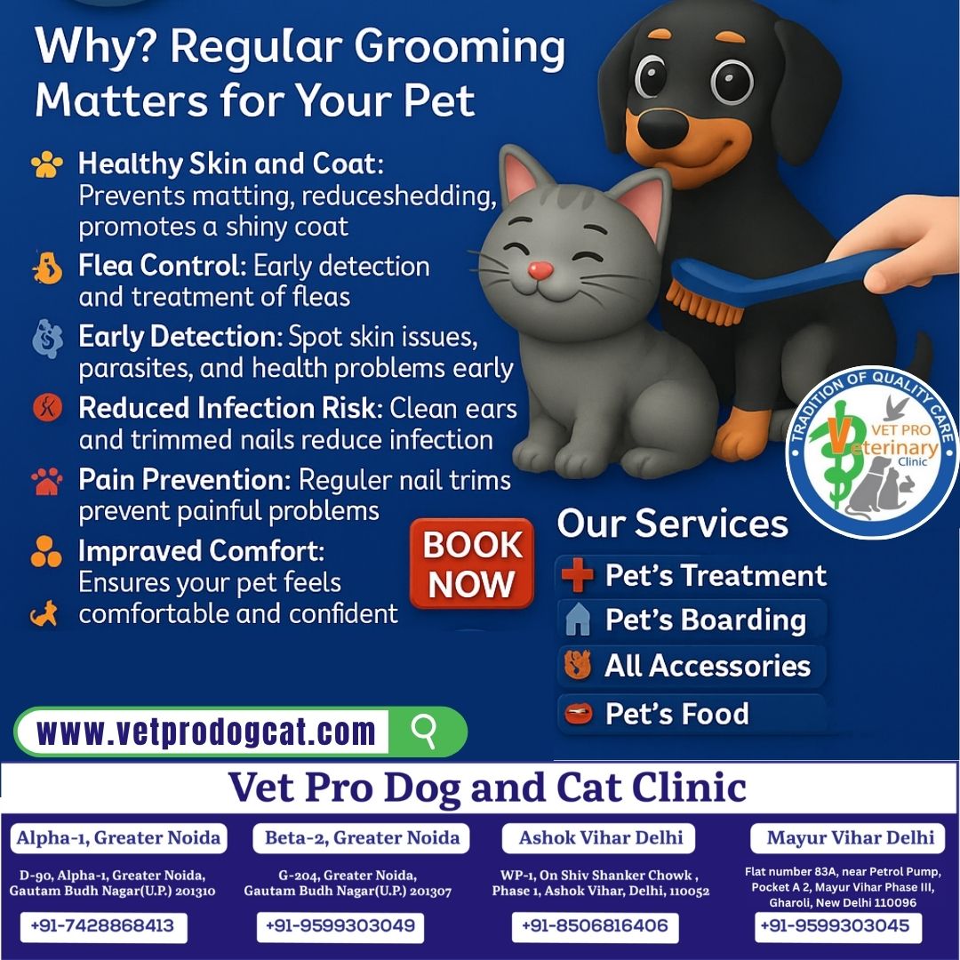 Why Regular Grooming Matters for Your pet