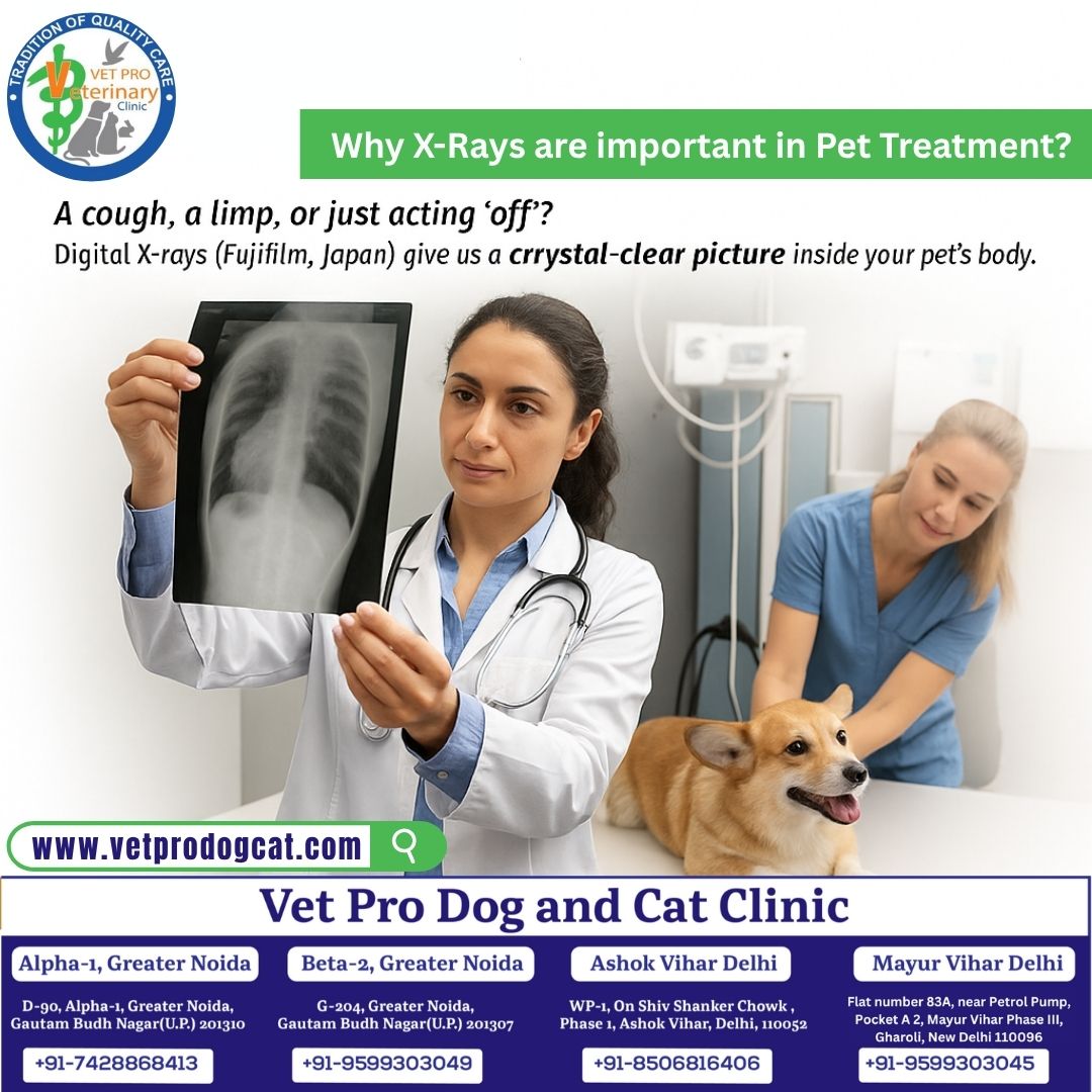 Why X-Rays are important in Pet Treatment