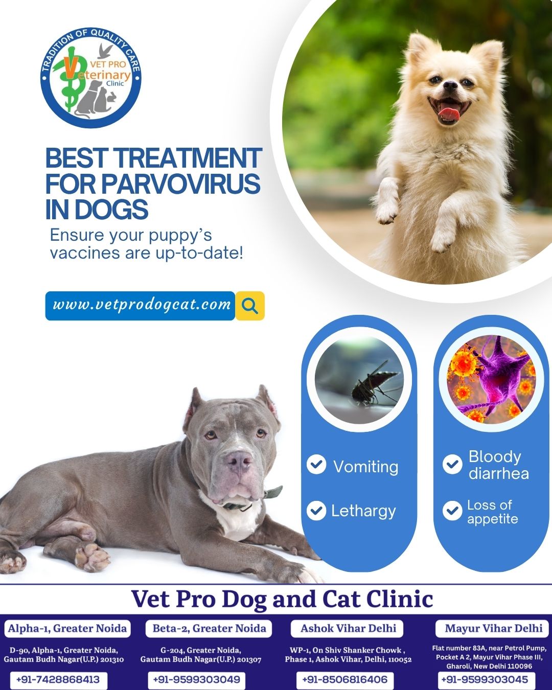 Best Treatment for Parvovirus in Dogs