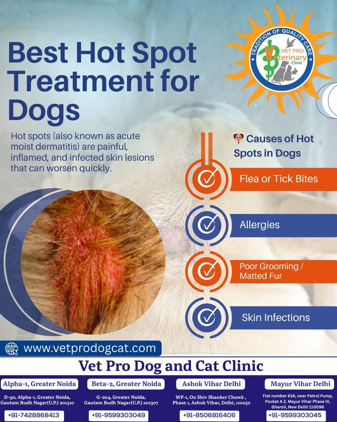 Best Hot Spot Treatment for Dogs