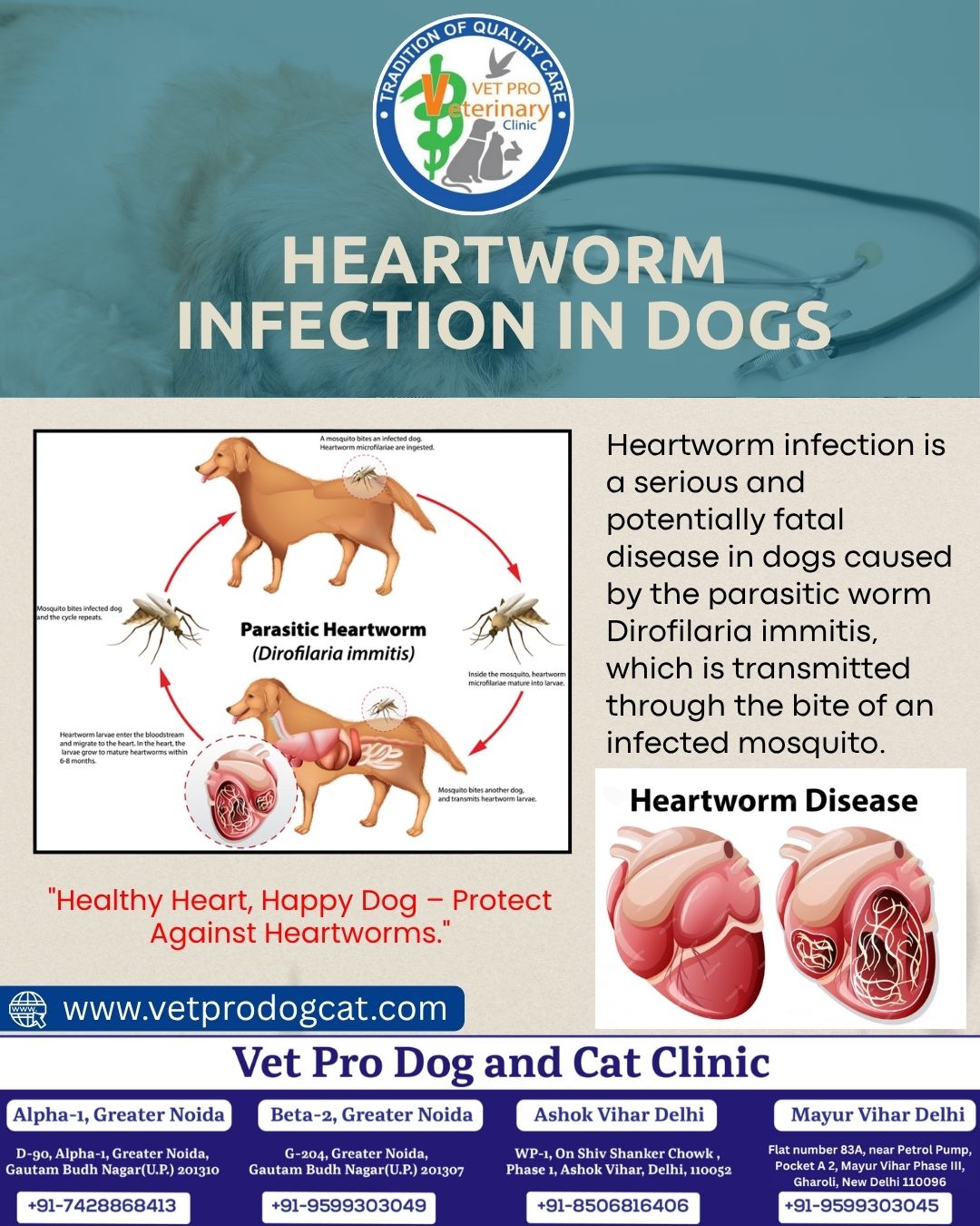 Heartworm infection in dogs