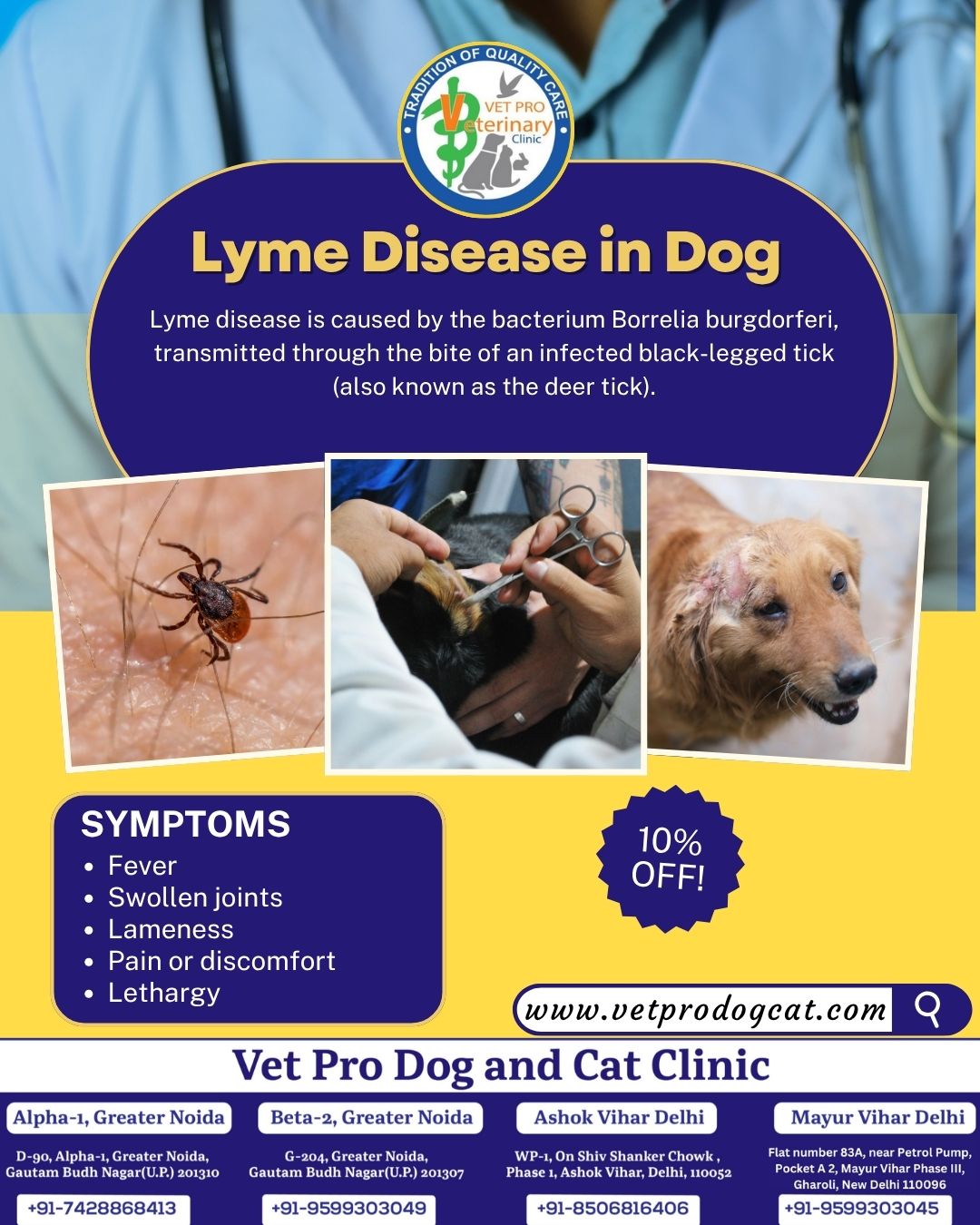 Lyme Disease in Dog