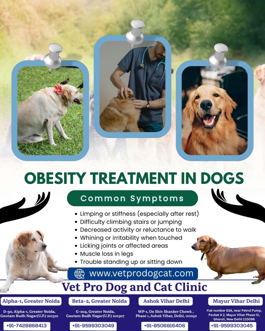 Obesity treatment in dogs