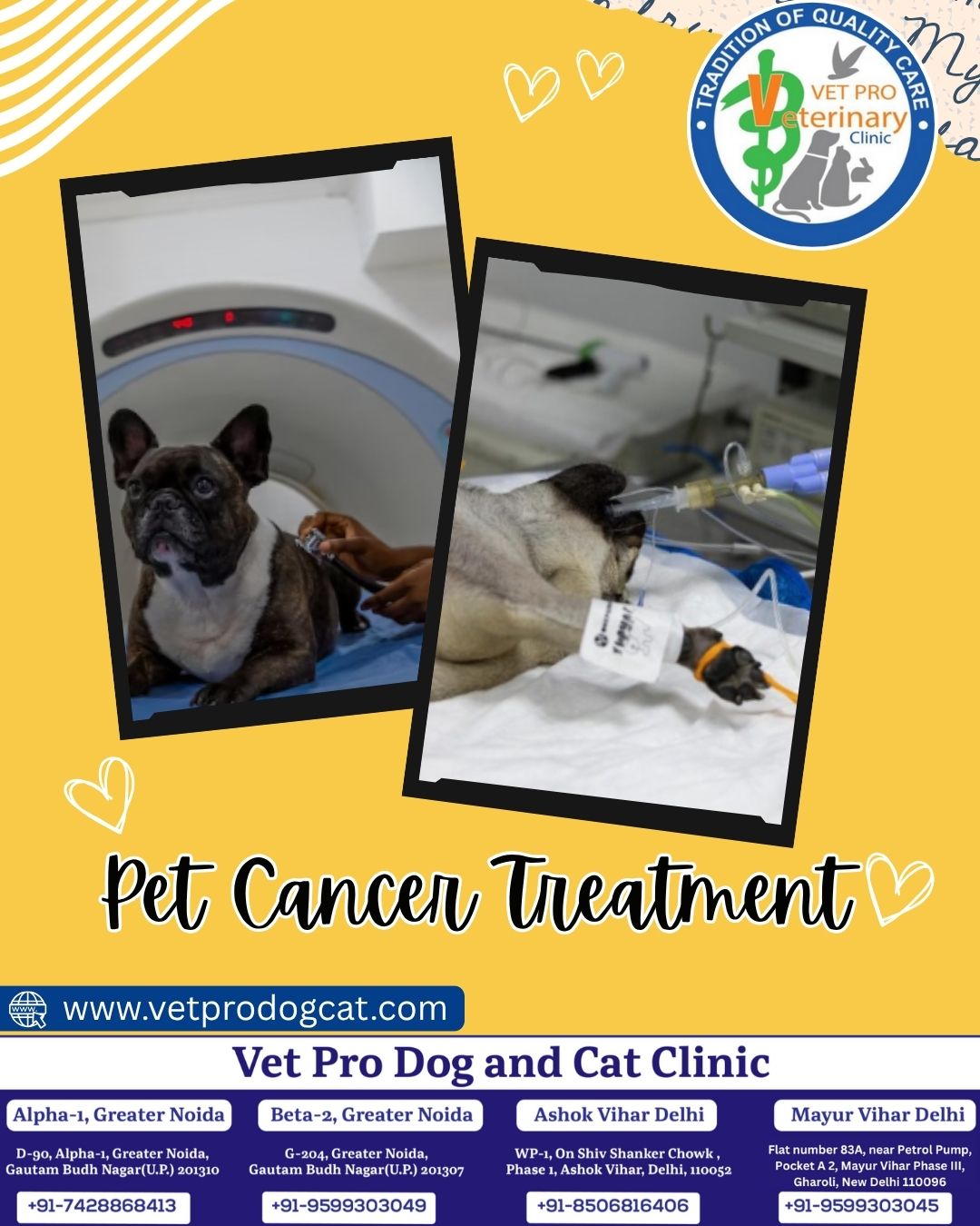 Pet Cancer Treatment
