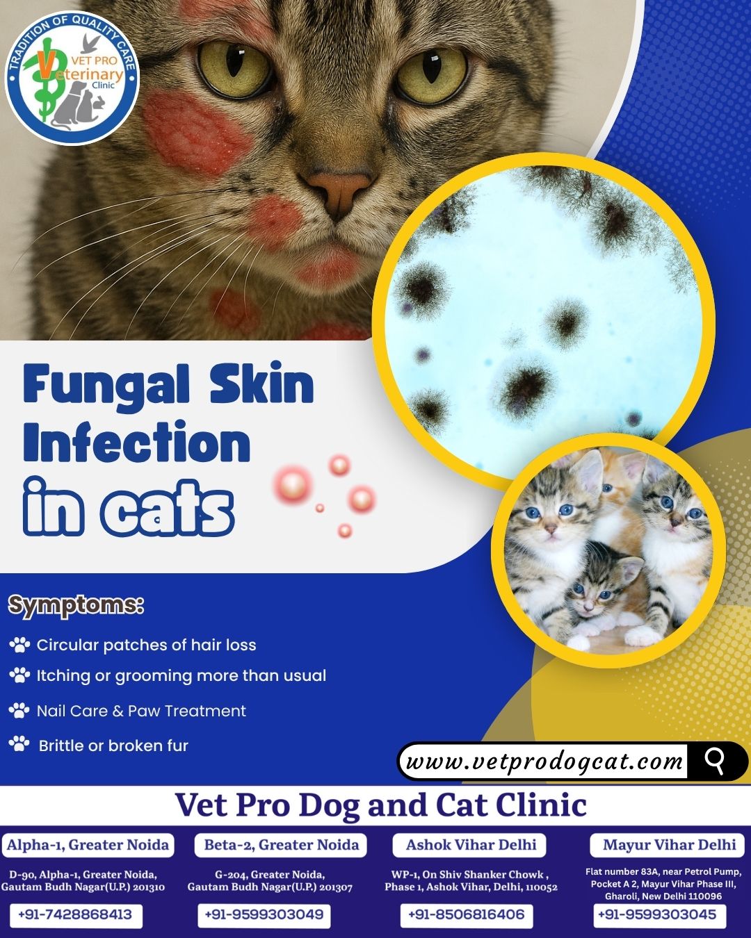 Fungal Skin Infection in Cats