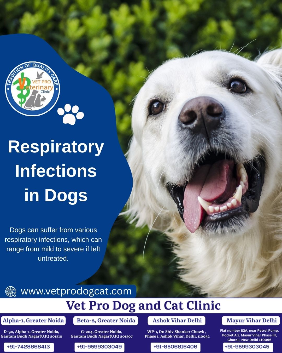 Respiratory Infections in Dogs