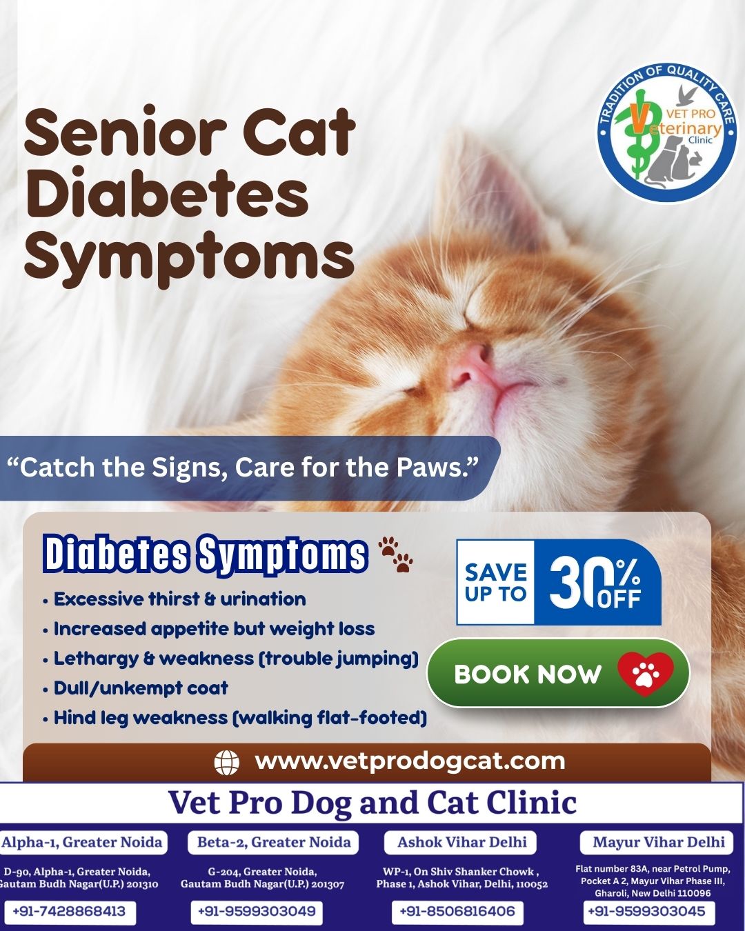 Senior Cat Diabetes Symptoms
