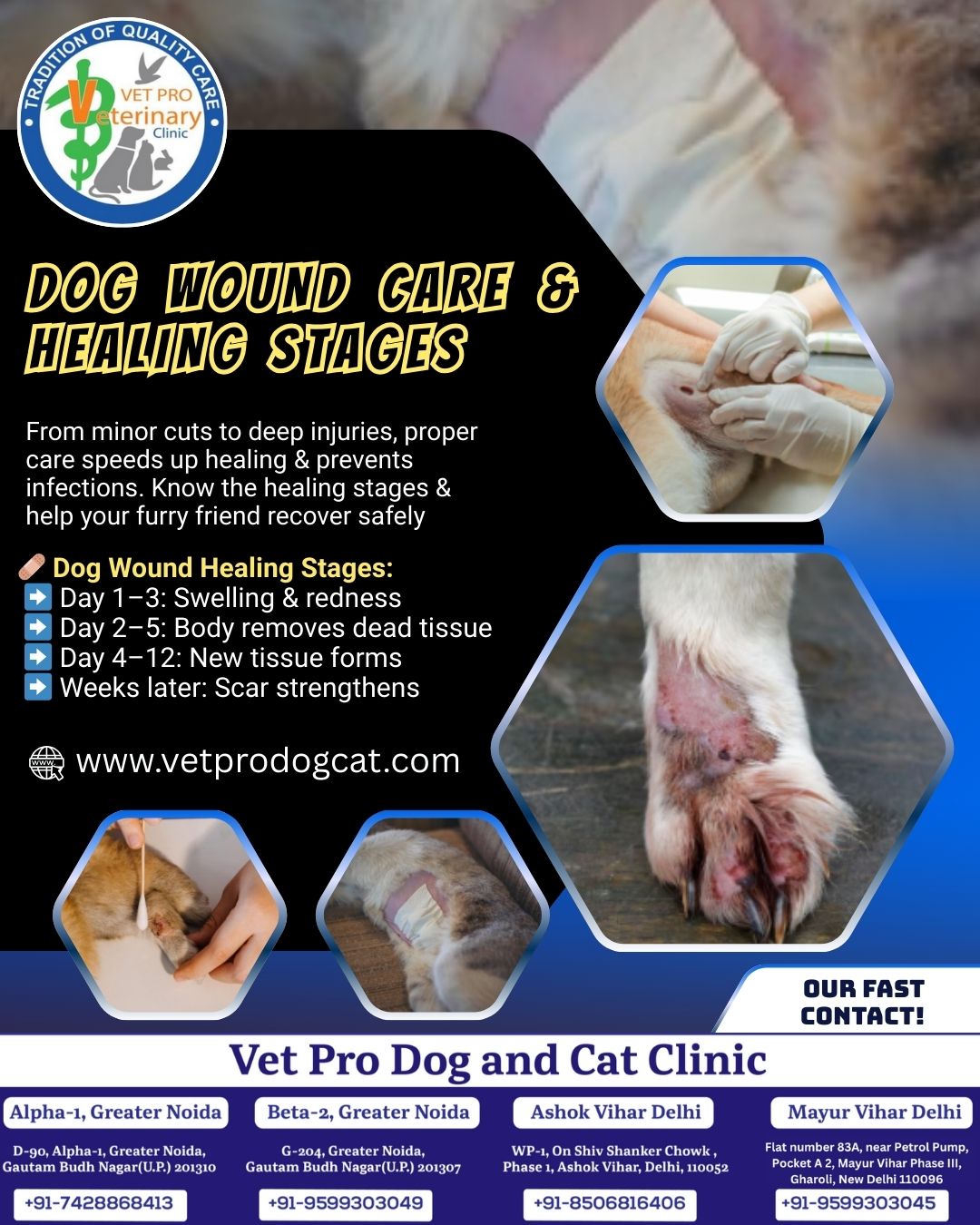 Dog Wound Care & Healing Stages