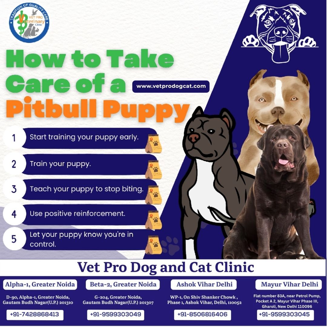 How to take care of a pitbull puppy